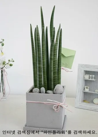 실내식물 물 주는 시간대 아침저녁차이 과습예방 통풍맞춰 관리_13