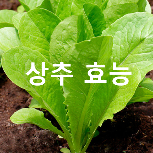 상추 효능 부작용