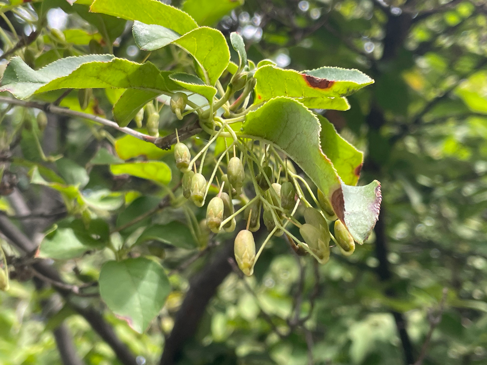 등대꽃나무 열매1