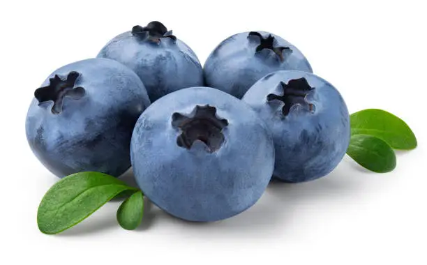 블루베리 묘목 재배