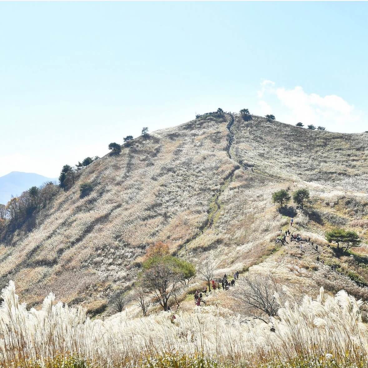 민둥산 억새꽃축제