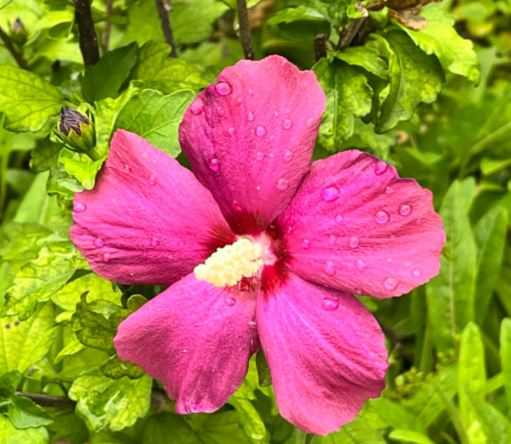 화담숲 예약하기