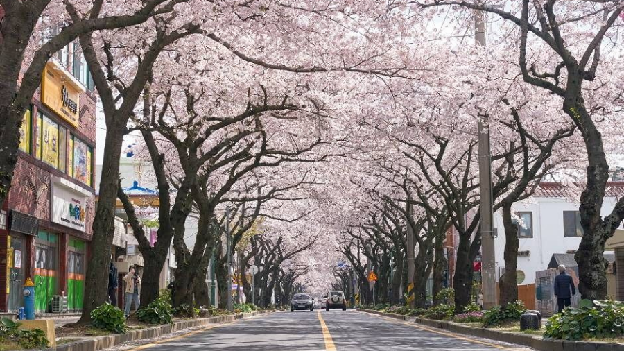 벚꽃 명소 2026
