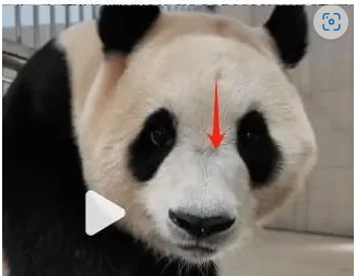 푸바오 학대논란에 따른 근황 및 투표 현황 총정리