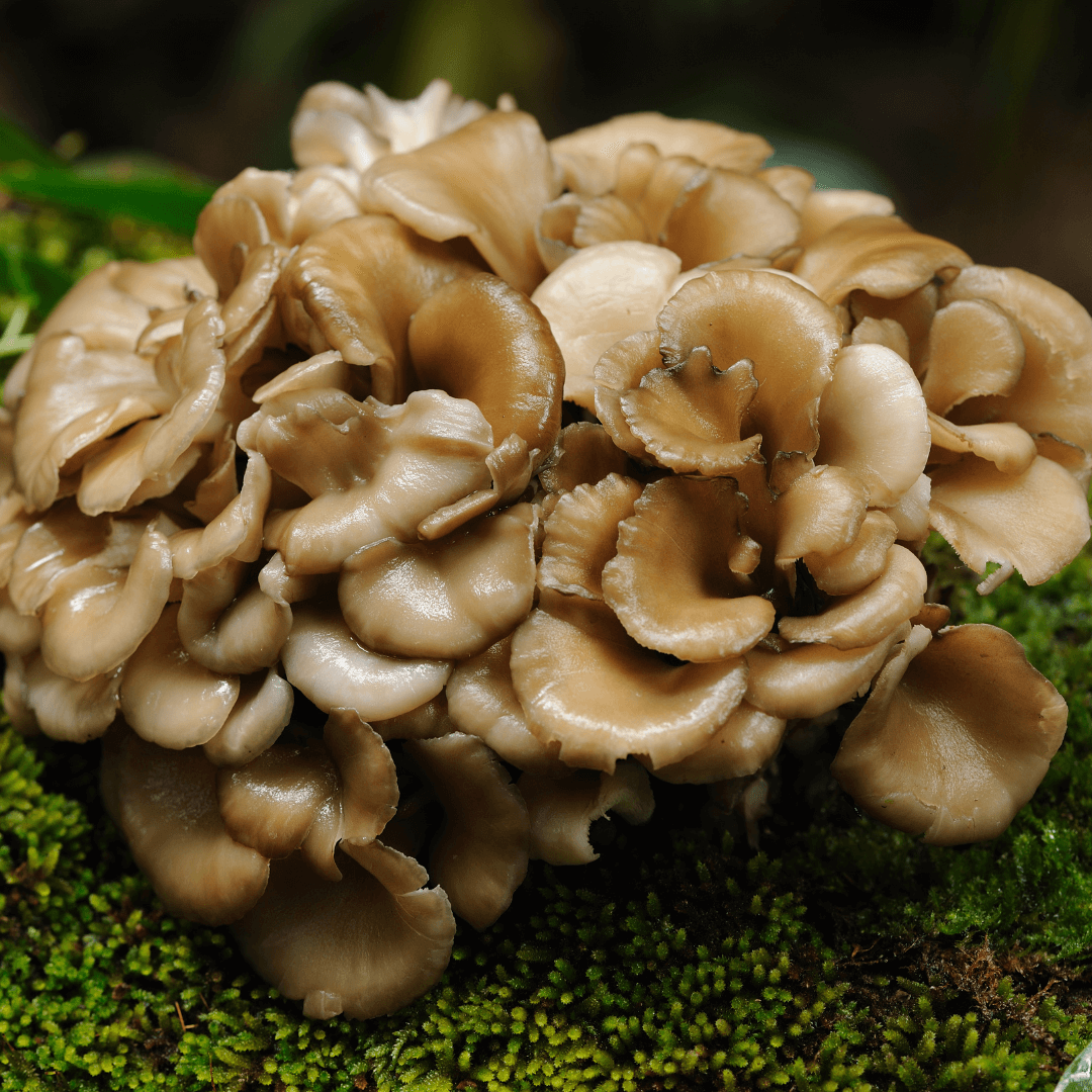 불면증 해결을 위한 음식 섭취 가이드 효능 부작용 칼로리까지 완벽 정리 불면증 해결을 위한 음식 섭취 가이드 효능 부작용 칼로리까지 완벽 정리 