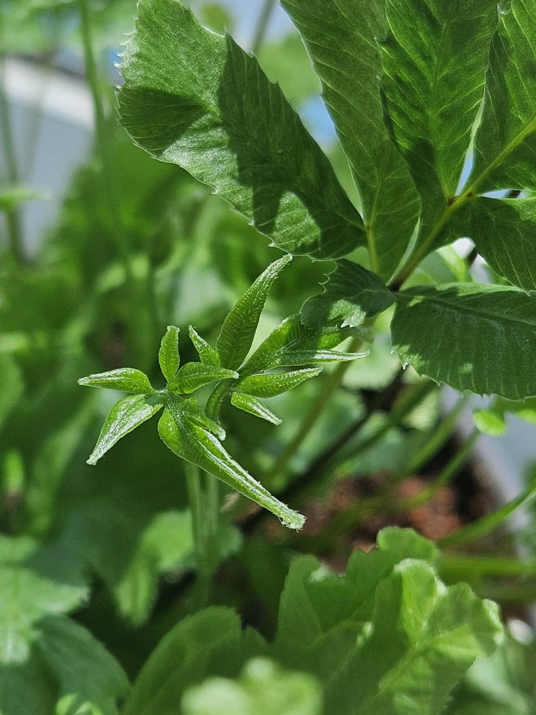 달빛고사리 새잎