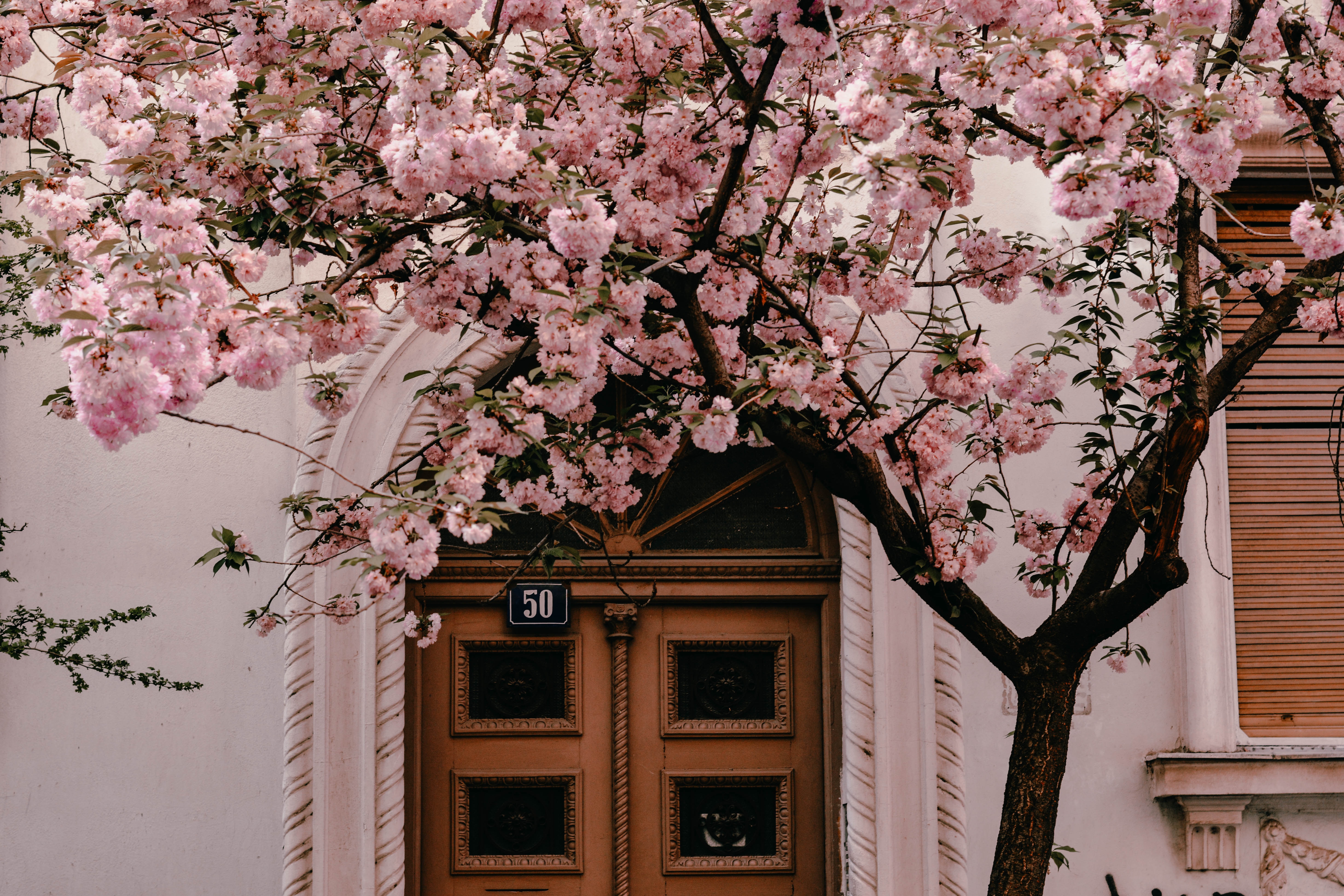부산 벚꽃 명소