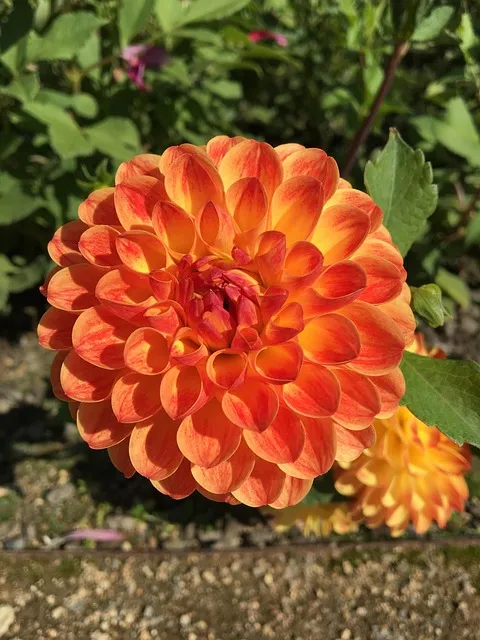 봄꽃 여행 성지 충남 서산 명소 BEST5_9