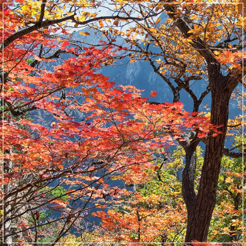 설악산 단풍