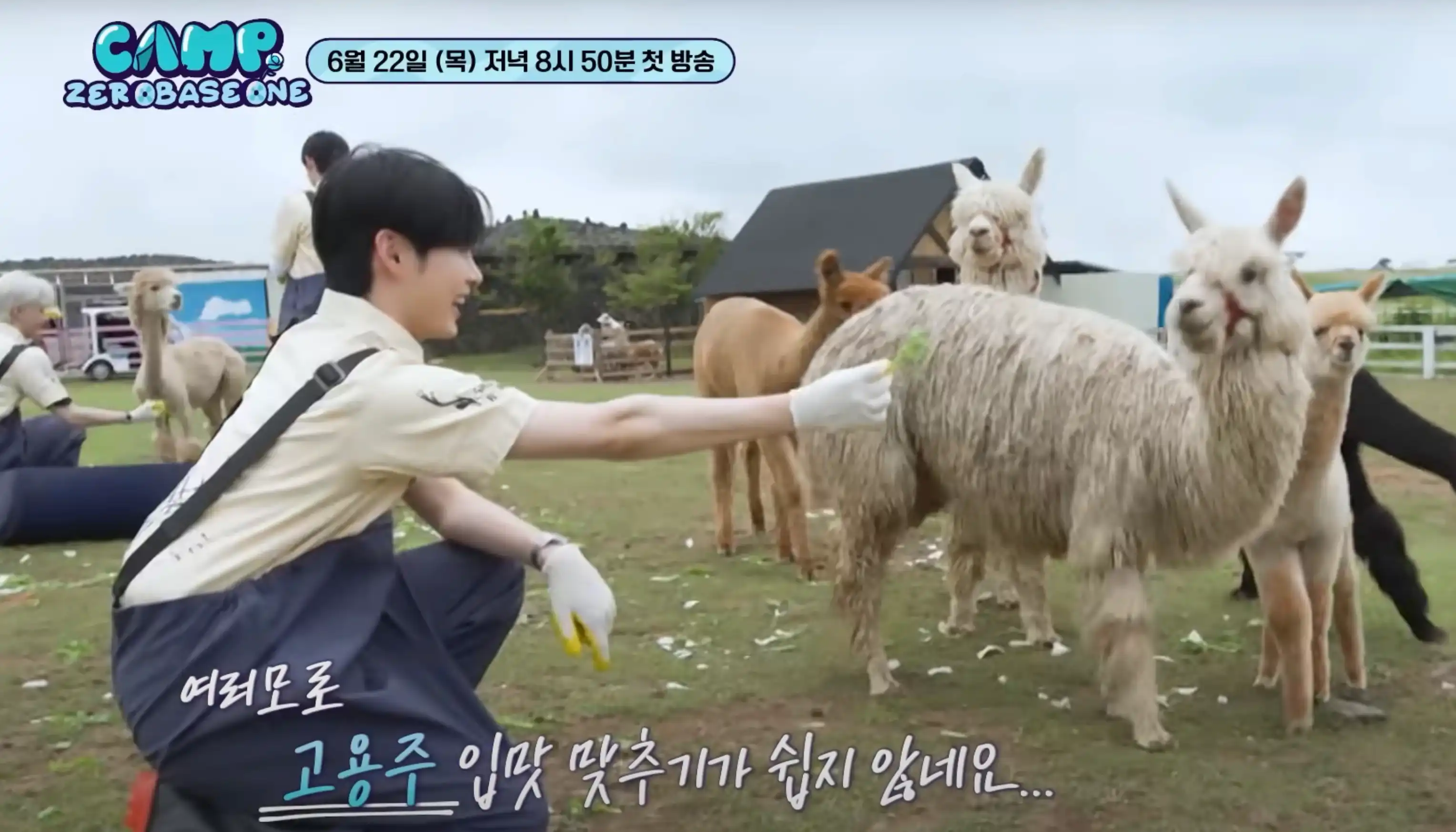 양에게 먹이를 주는 남자