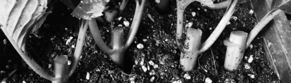 수국 삽목 하는 방법: 흙에 구멍내고 잎을 넣어주기