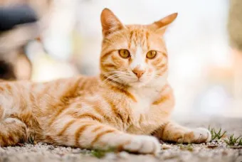 길고양이 대처법, 길고양이와 갈등, 밥주는 문제, 신고_31