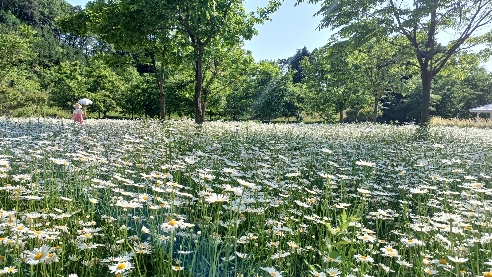 함안 악양생태공원 샤스타데이지12