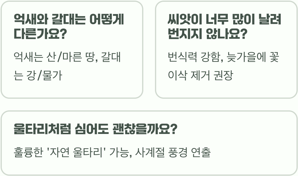 참억새 키우기, 씨앗 파종부터 포기나누기까지 완벽 가이드