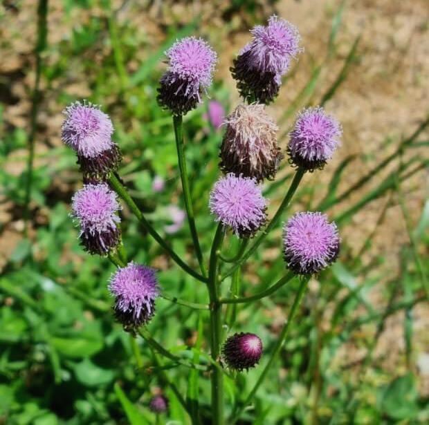 지칭개의 효능 6가지와 먹는 법&amp;#44; 꽃말&amp;#44; 부작용