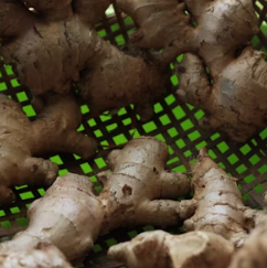 생강 효능 부작용 증상 영양성분 고르는법 칼로리