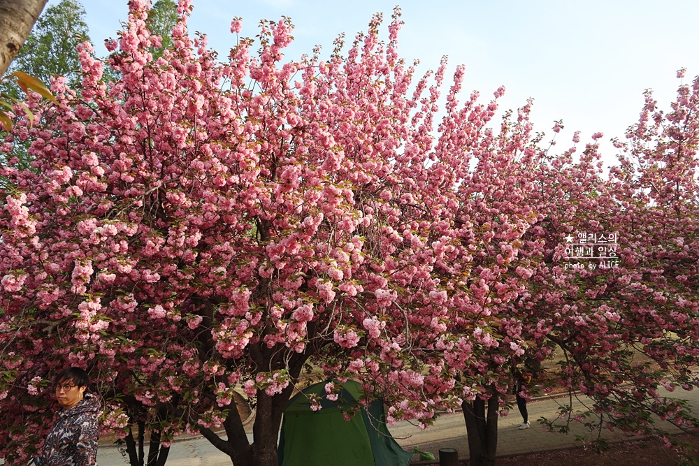 경주 불국사 겹벚꽃 위치, 명소 왕벚꽃 개화시기 (지금 만개), 주차정보