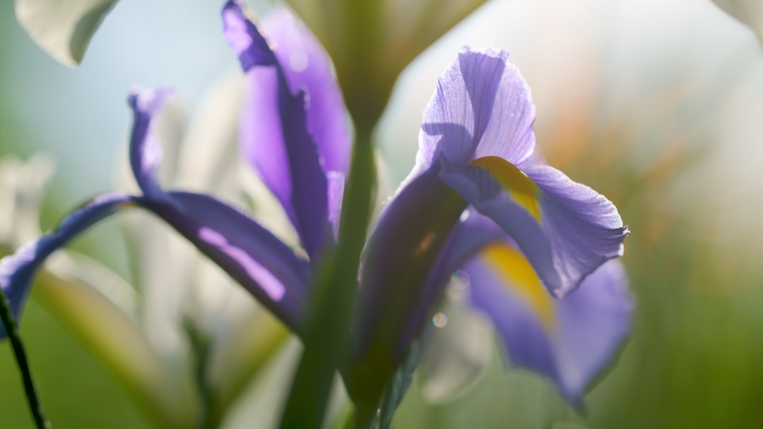 Iris