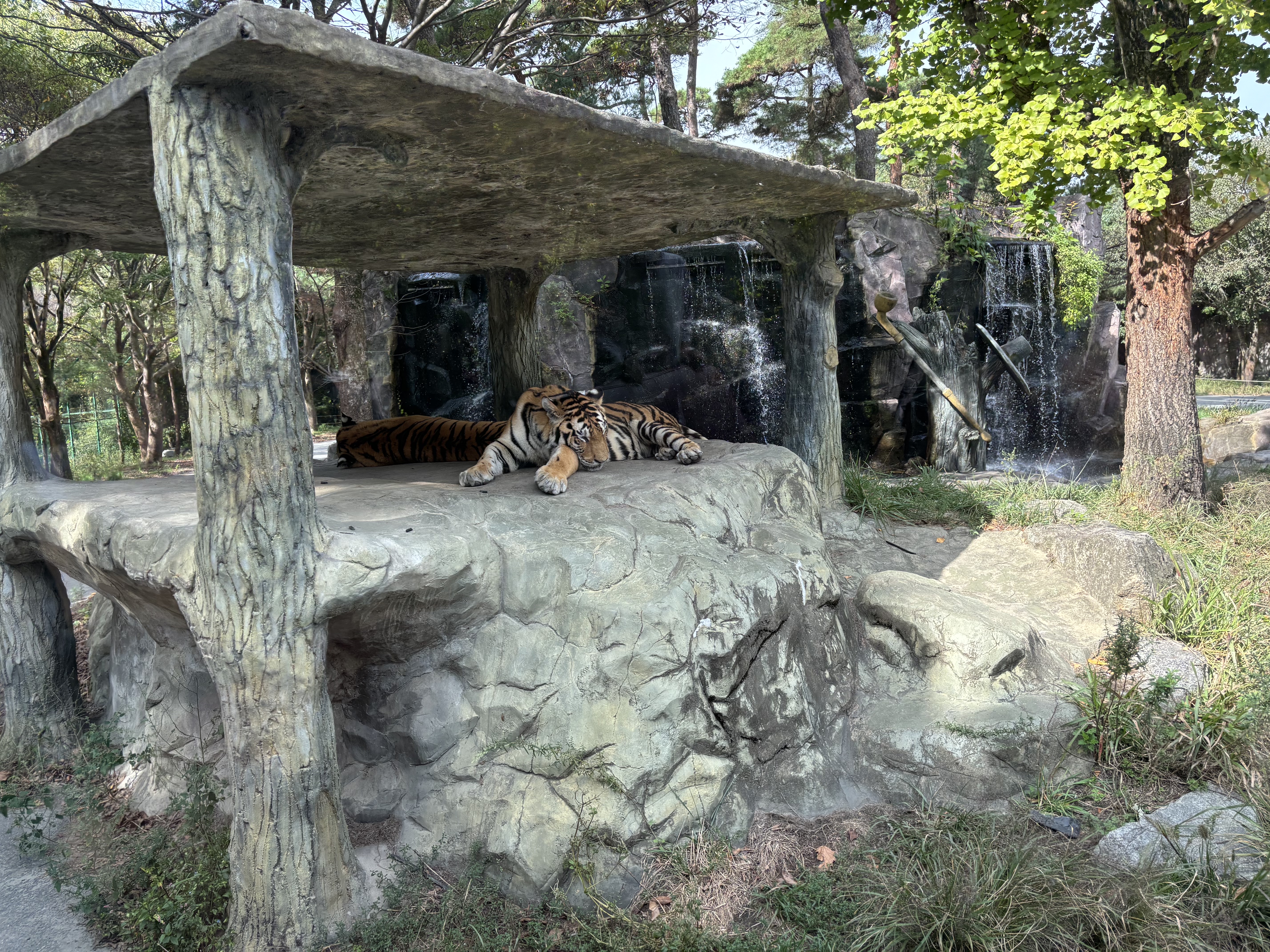 대전오월드 사파리