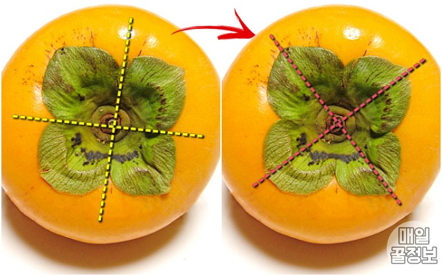 감 자르는법,감 씨빼기,팁줌