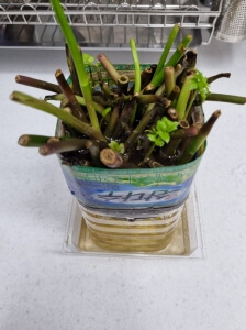 미나리 뿌리 내리기