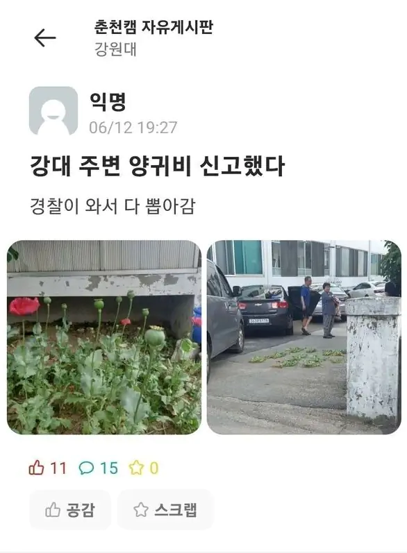 강원대 주변 양귀비