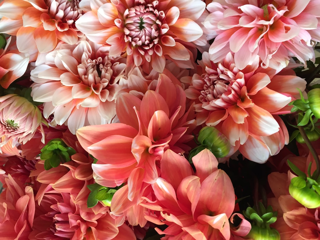 Bloom.