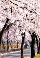 2024벚꽃개화시기, 전국벚꽃명소top10, 여의도벚꽃축제, 윤중로벚꽃길, 석촌호수벚꽃, 진해군항제, 경포벚꽃축제, 일산호수공원벚꽃