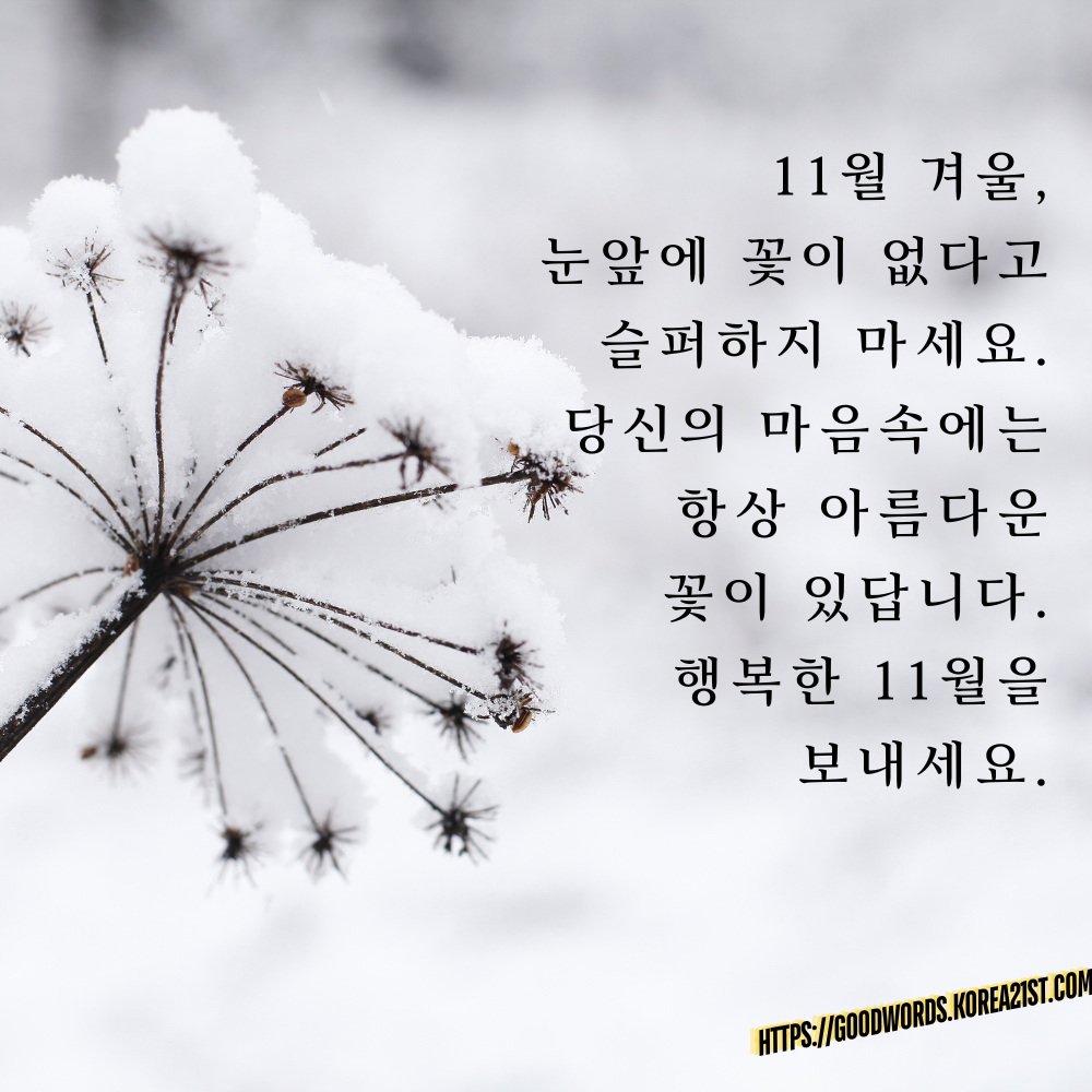 11월 인사말 문구 이미지 모음 안부 메세지