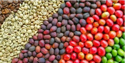 원산지별 원두 관련 사진