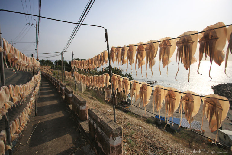 반건조 오징어 - 경북 영덕