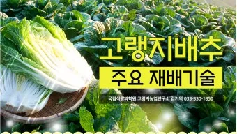 배추 재배 정식 시기 석회 뿌리기 벌레 예방_2