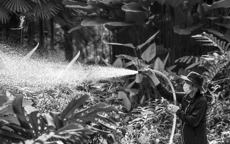 식물에 물을 주는 사람