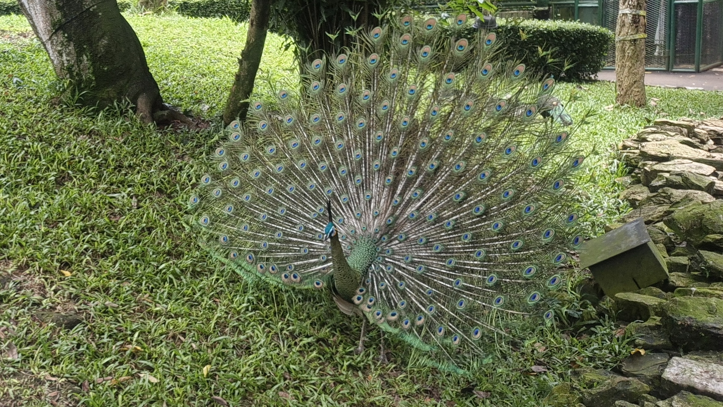 화려한 공작새