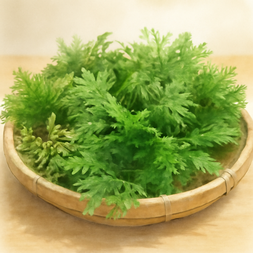 부처손-주요-효능