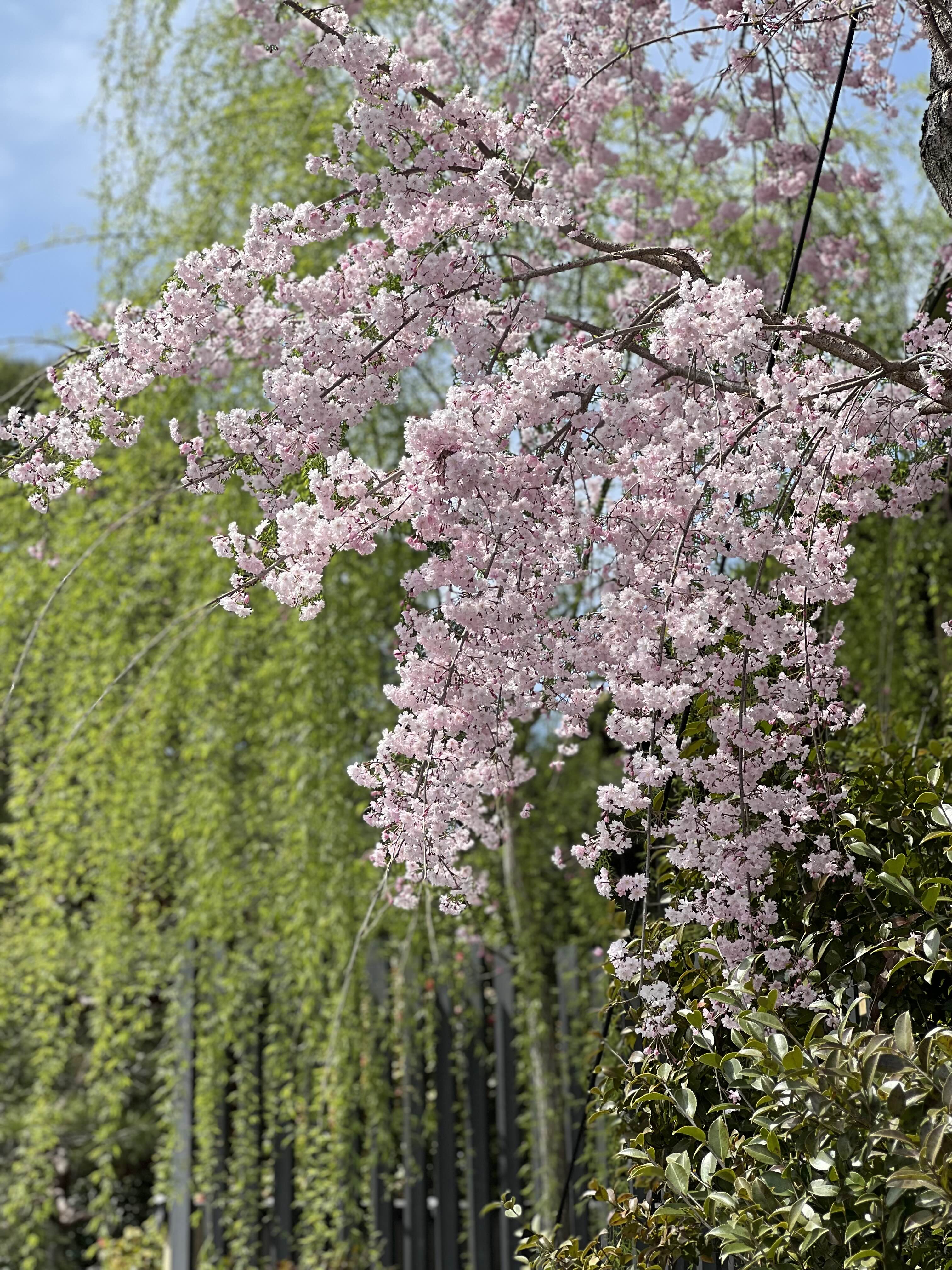일본 수양 벚꽃 아라시야마 벚꽃 실시간 
