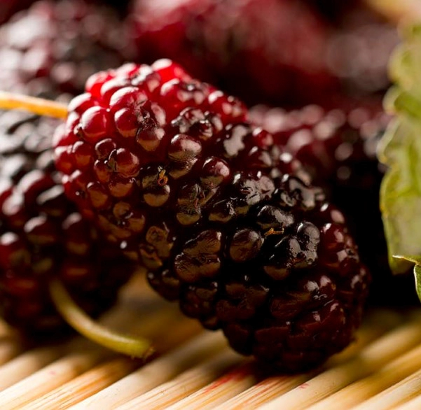 오디의효능 8가지 맛있게 오디먹는법 (술 담그는 법)