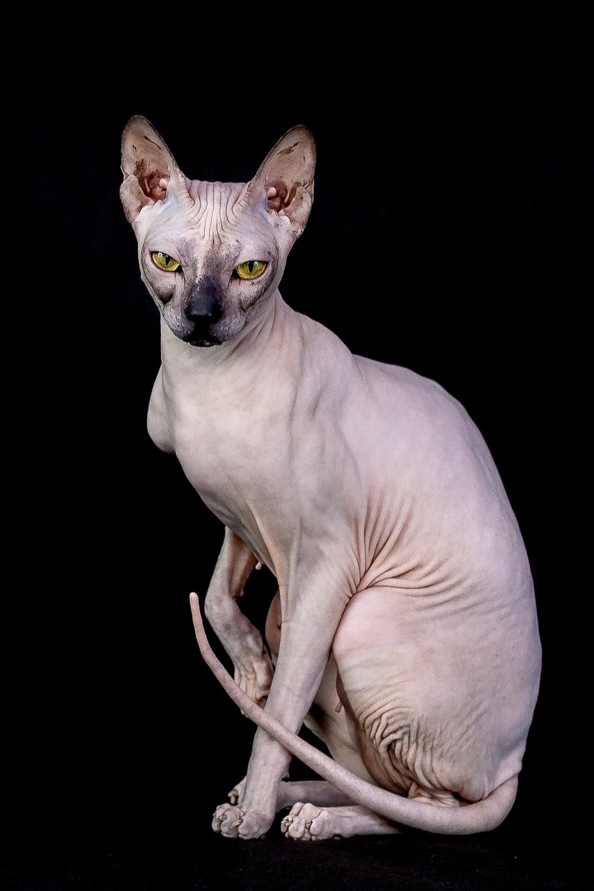 스핑크스(Sphynx)5