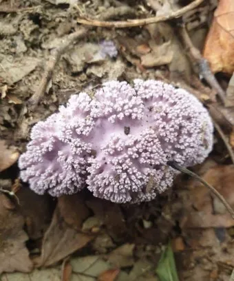 싸리버섯 채취시기종류 정보를 정리_13