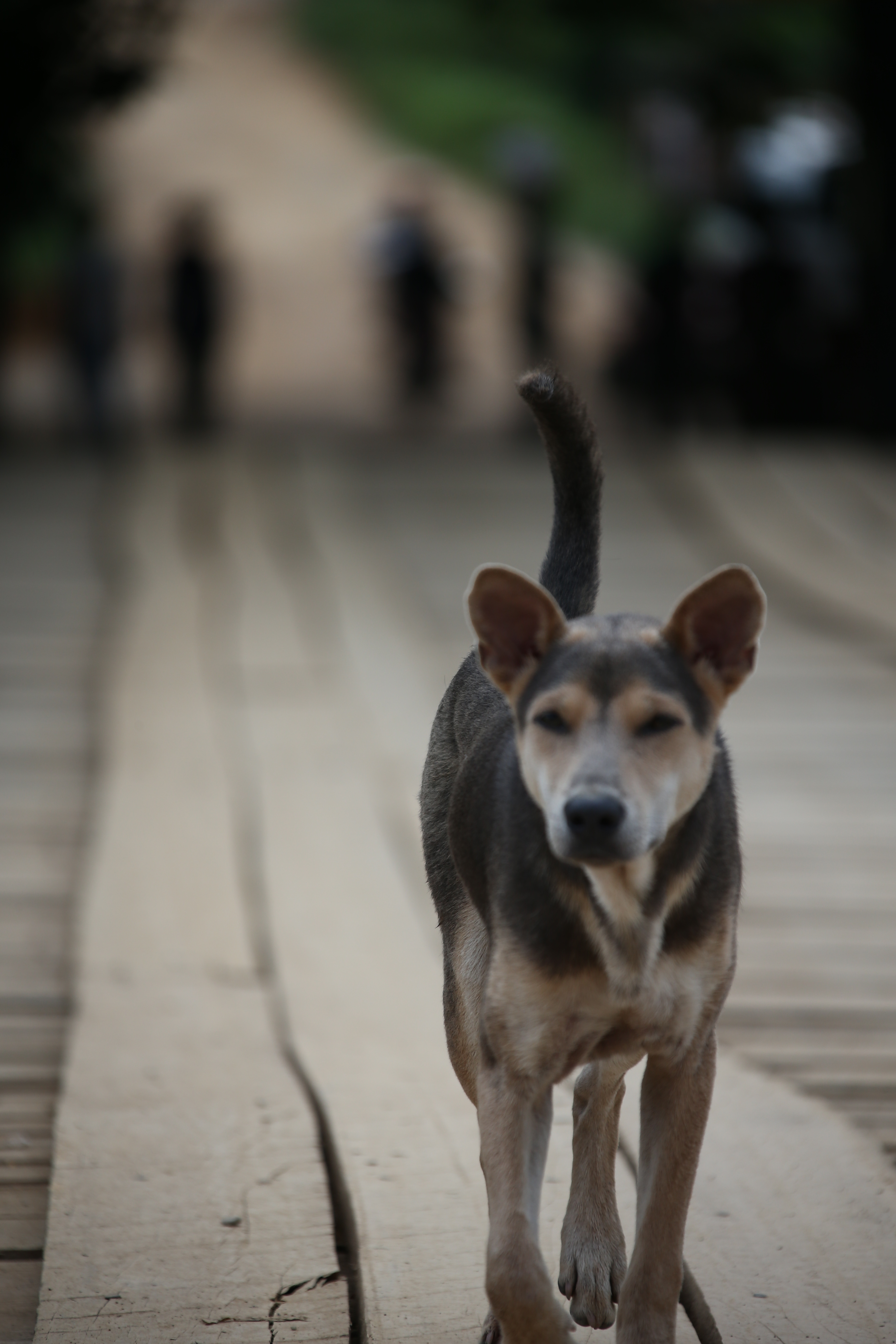 강아지 생애 주기 사진