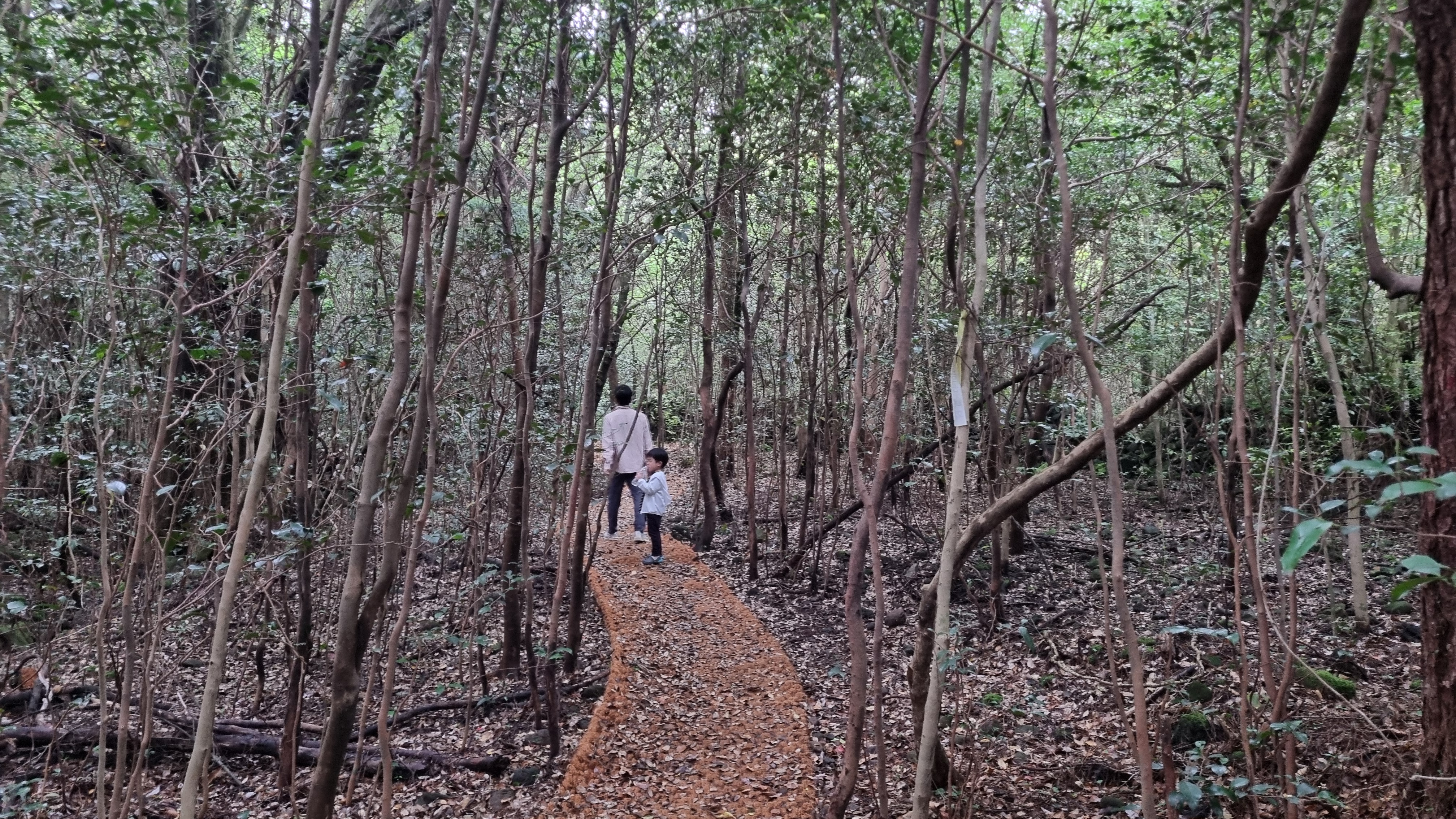 제주 추억의 숲길