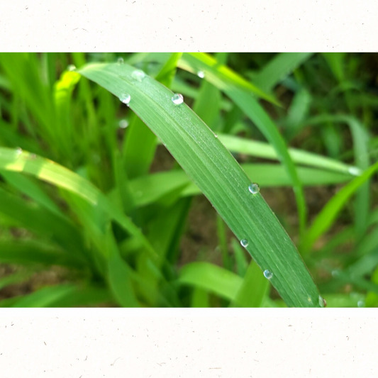 아침저녁 겉옷 준비