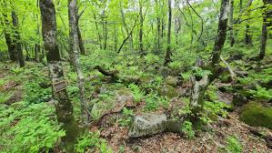 여름에 걷기 좋은 숲길 10