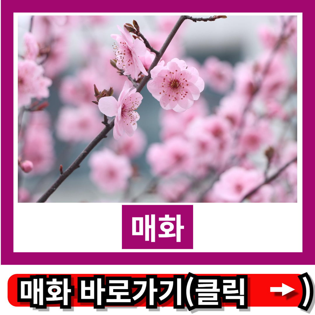 매화