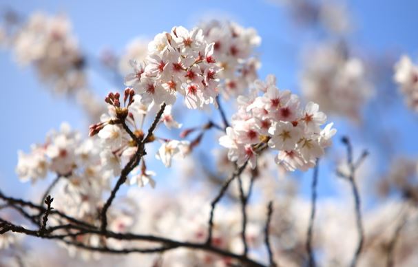 진해군항제 벚꽃축제 벚꽃명소 축제정보