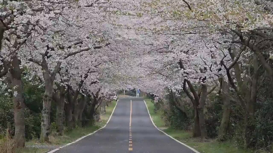 신풍벚꽃터널