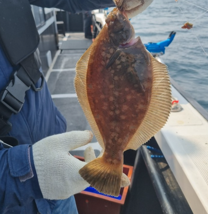 싱싱한가자미고르는법