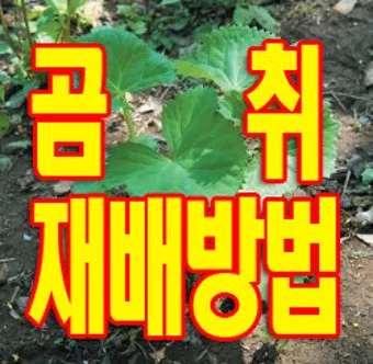 곰취 재배 상토 선택 통풍 관리 병충해 예방_4