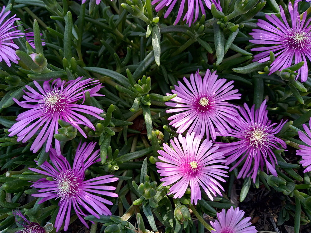 송엽국