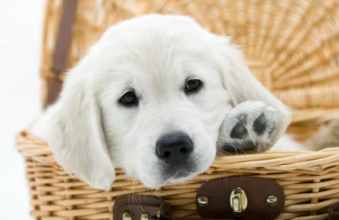 임신한 강아지/출처:어도비스톡